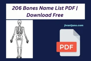 206 Bones Name List PDF Download Free 206 Bones Name List PDF