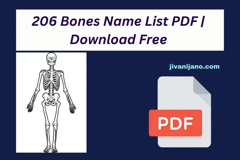 206-bones-name-list-pdf-download-free